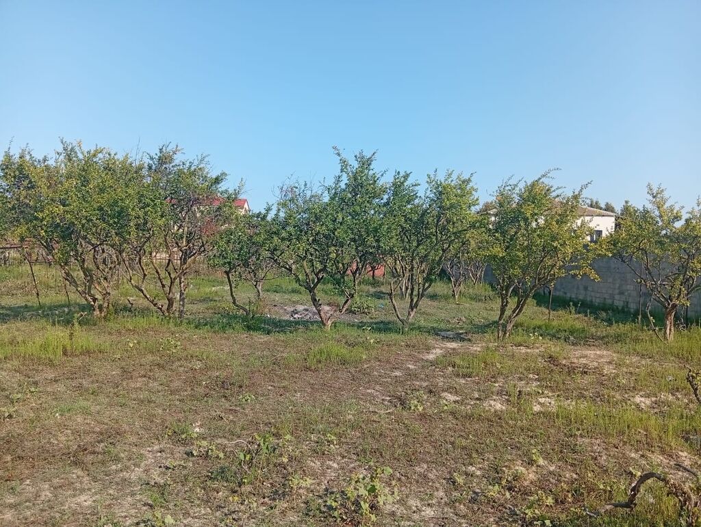 21 sot, Tikinti, Kupça (Çıxarış)