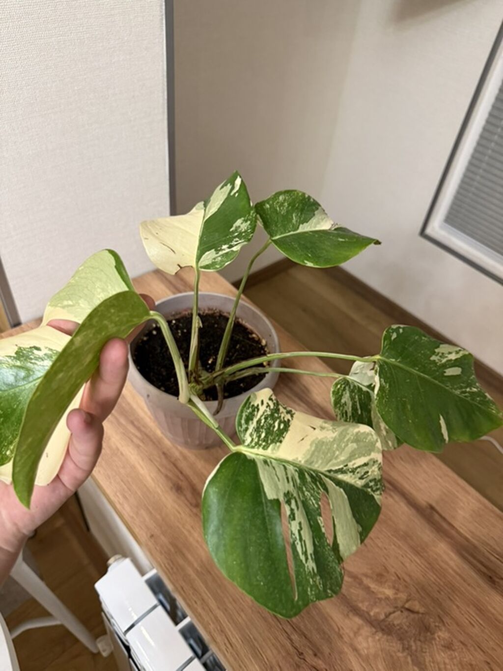 Монстера альба (Monstera deliciosa variegata) в горшке - Эффектные: фото 3