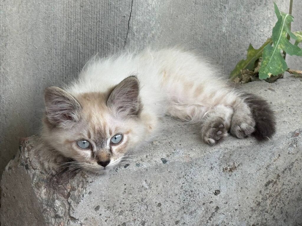 Возьмите кошку - котят в добрые руки! Котятки с голубыми глазами и — фото 7