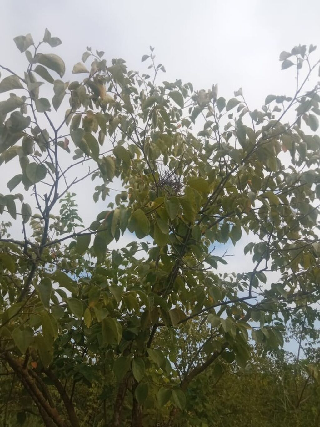 300 sot, Biznes üçün, Mülkiyyətçi, Kupça (Çıxarış)