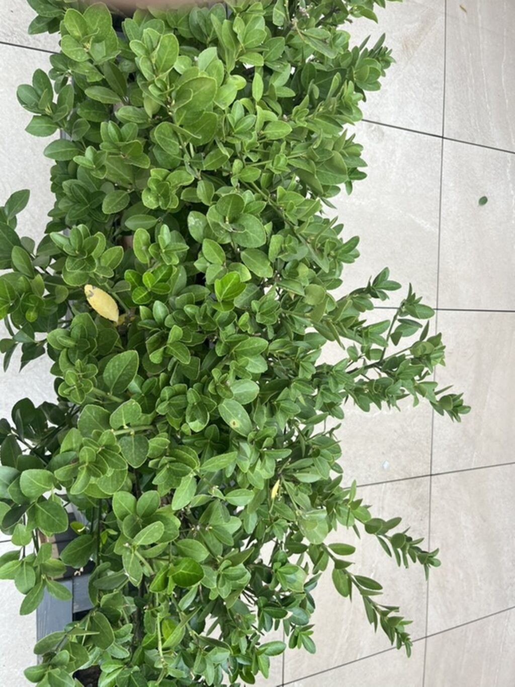 Hedç (privet) kolluqları – dekorativ, sıx yarpaqlı, həmişəyaşıl bitki