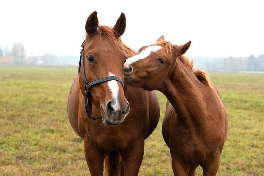 порода лошадей мугалжарской. лошадь породы джабе. казахская порода лошадей джабе. лошади жабе. казахская порода лошадей джабе.