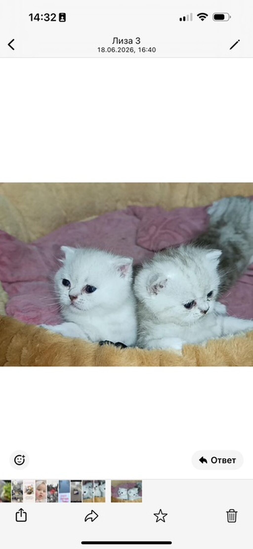 Британские короткошёрстные котята (окрас серебристый — фото 3