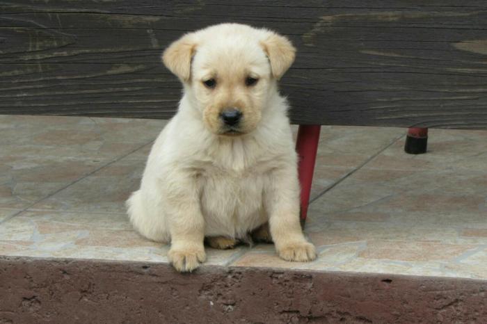 Για σκύλους: Labrador puppies Λαμπραντορ σε lalafo.gr Labrador puppies Λαμπραντορ σε Αθήνα