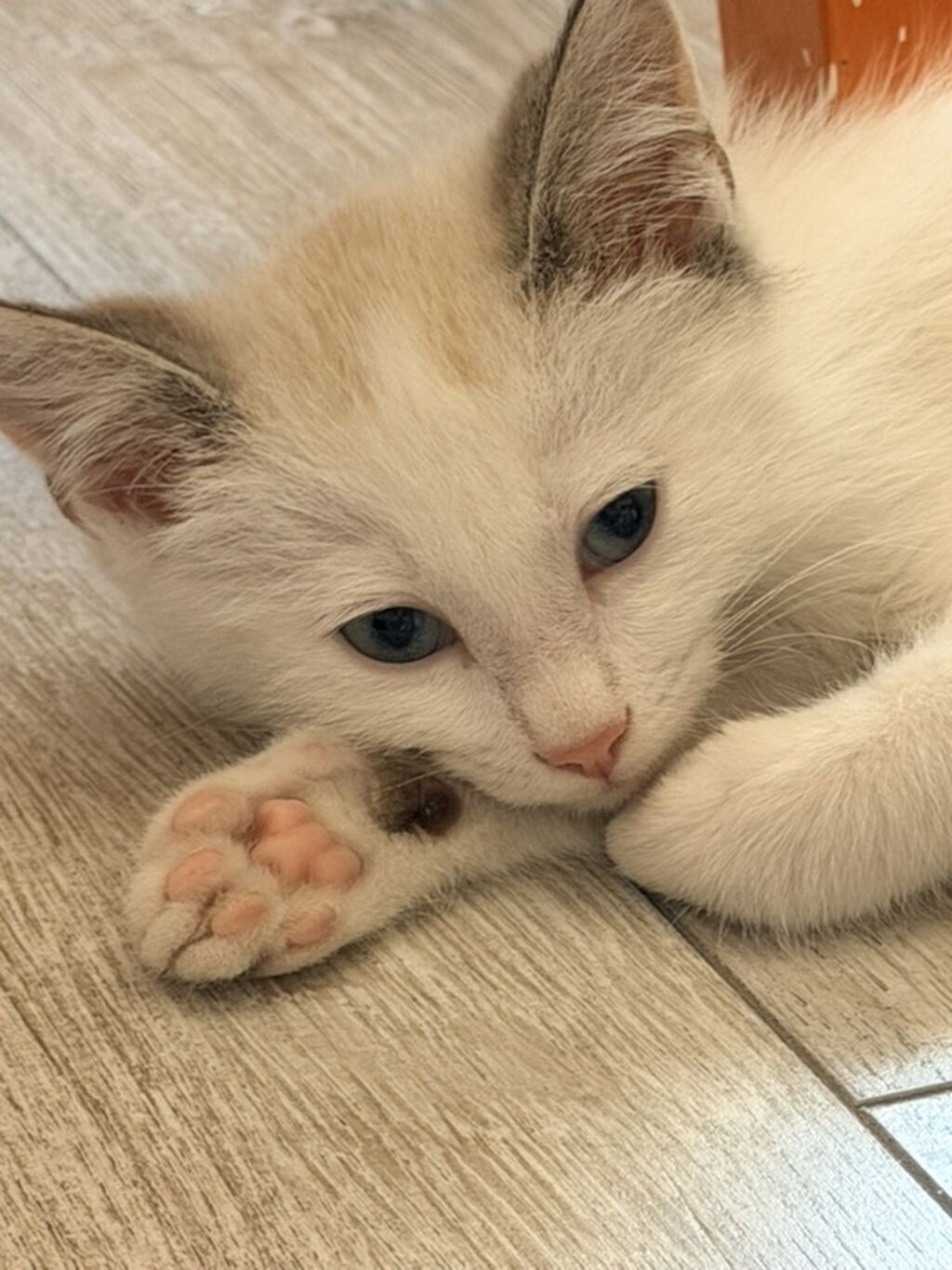 Котёнок 1.5 месяца, мальчик, с голубыми глазами. Мы зовем его: фото 8
