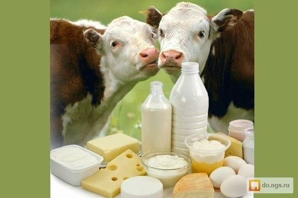Молоко полученное от коровы 5. Корова молоко. Молочная продукция с коровой. Корова и молочные продукты. Молочные продукты с фермы.