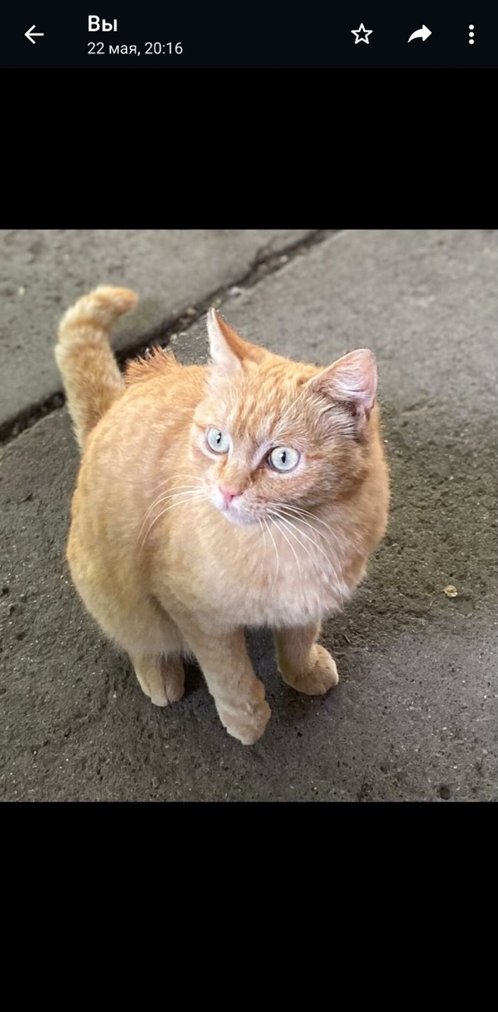 Пропала рыжая кошка в районе Академии: Договорная ᐈ Коты | Бишкек |  74140120 ➤ lalafo.kg