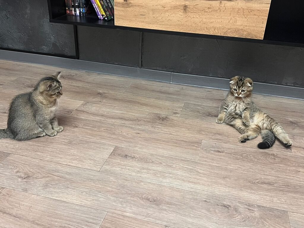 Шотландский вислоухий котенок (Scottish Fold) - Порода: шотландская — фото 3