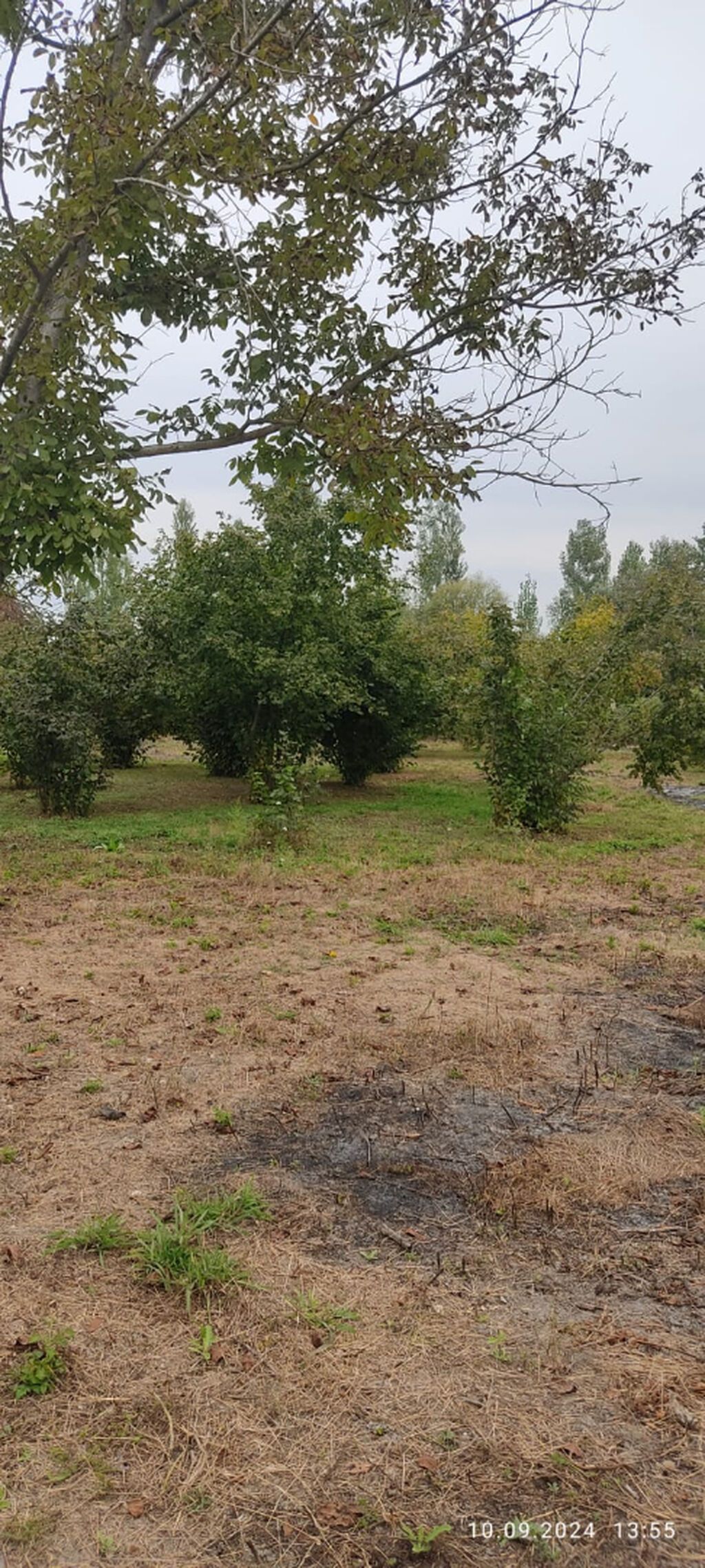 80 sot, Kənd təsərrüfatı, Mülkiyyətçi, Kupça (Çıxarış)