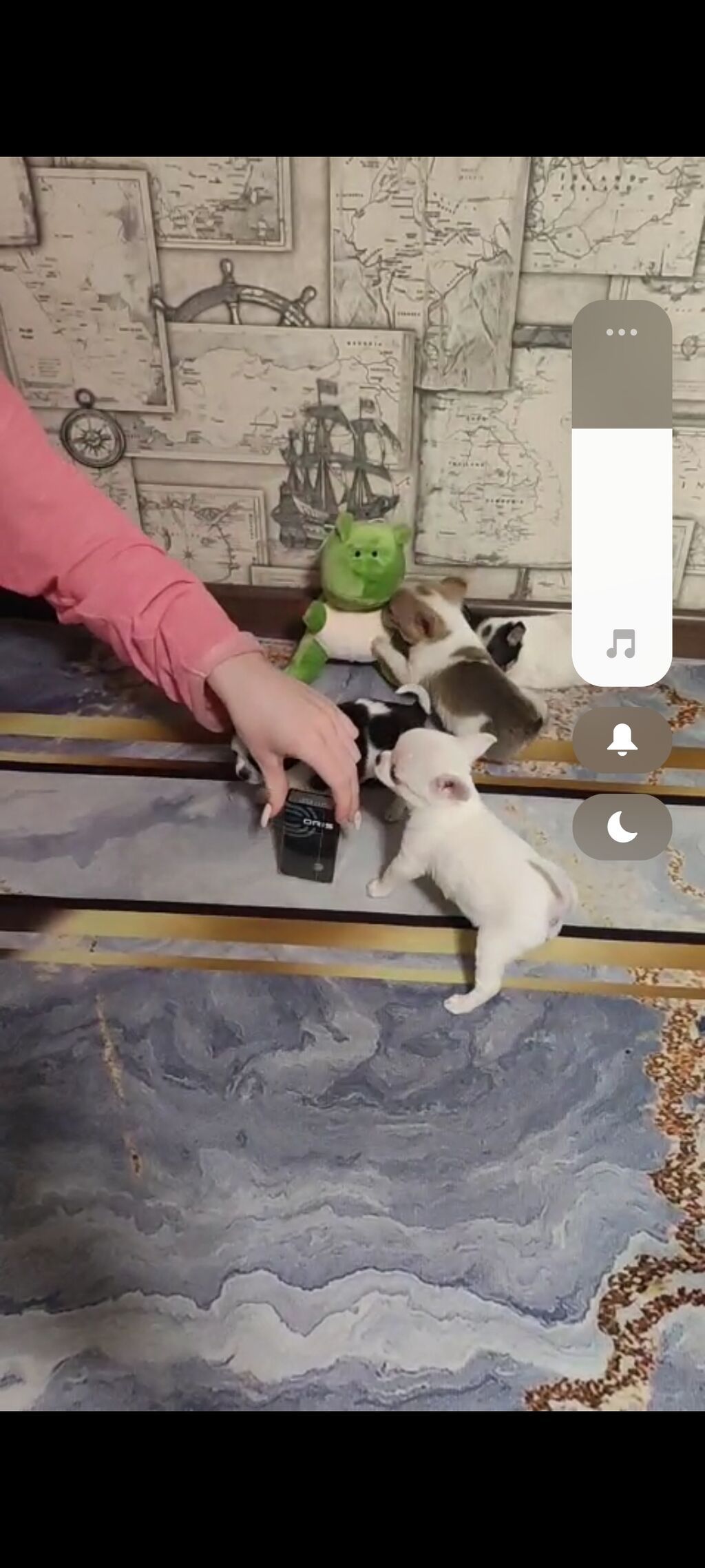 Продаются щенки чихуахуа девочки и мальчики два месяца с прививками: фото 3