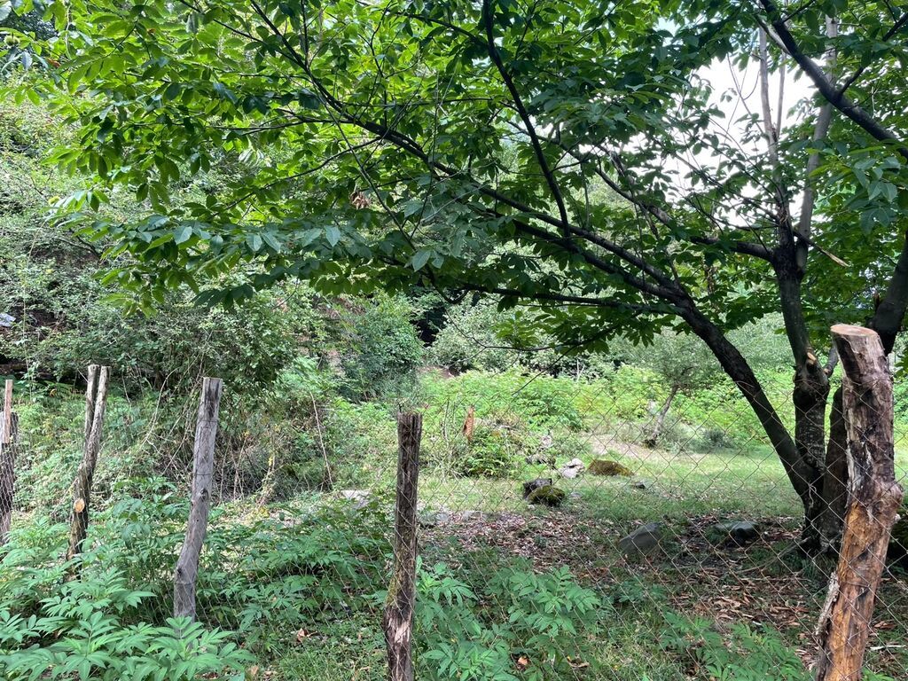 11 sot, Tikinti, Mülkiyyətçi, Kupça (Çıxarış)