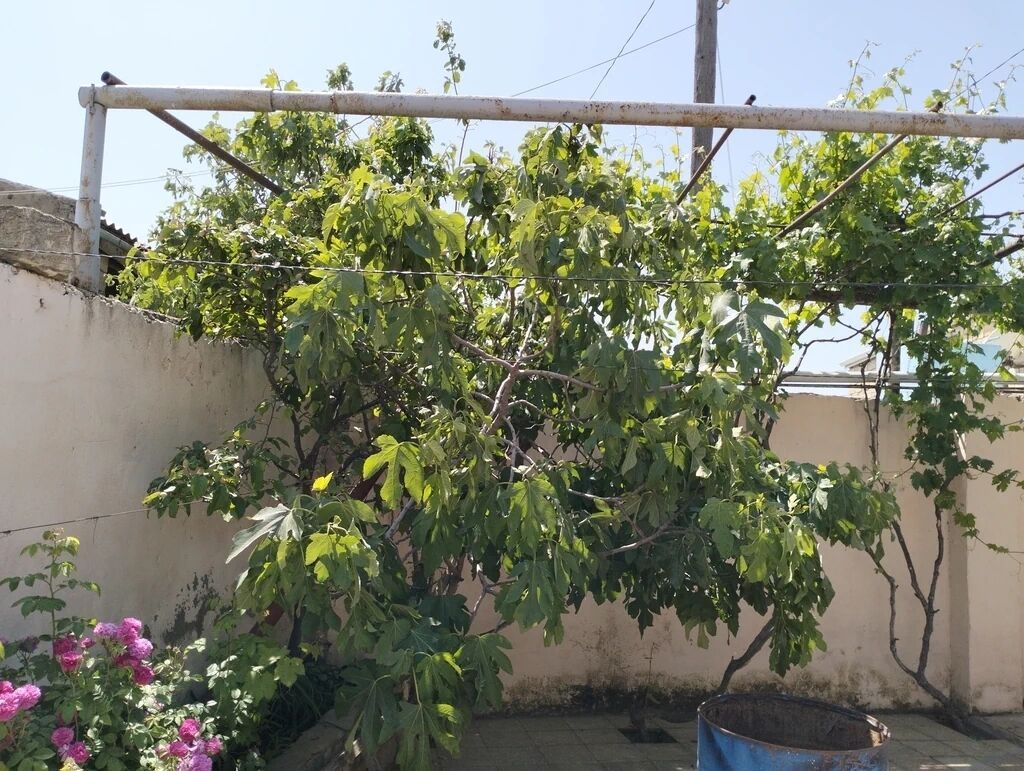 3 otaqlı, 272 kv. m