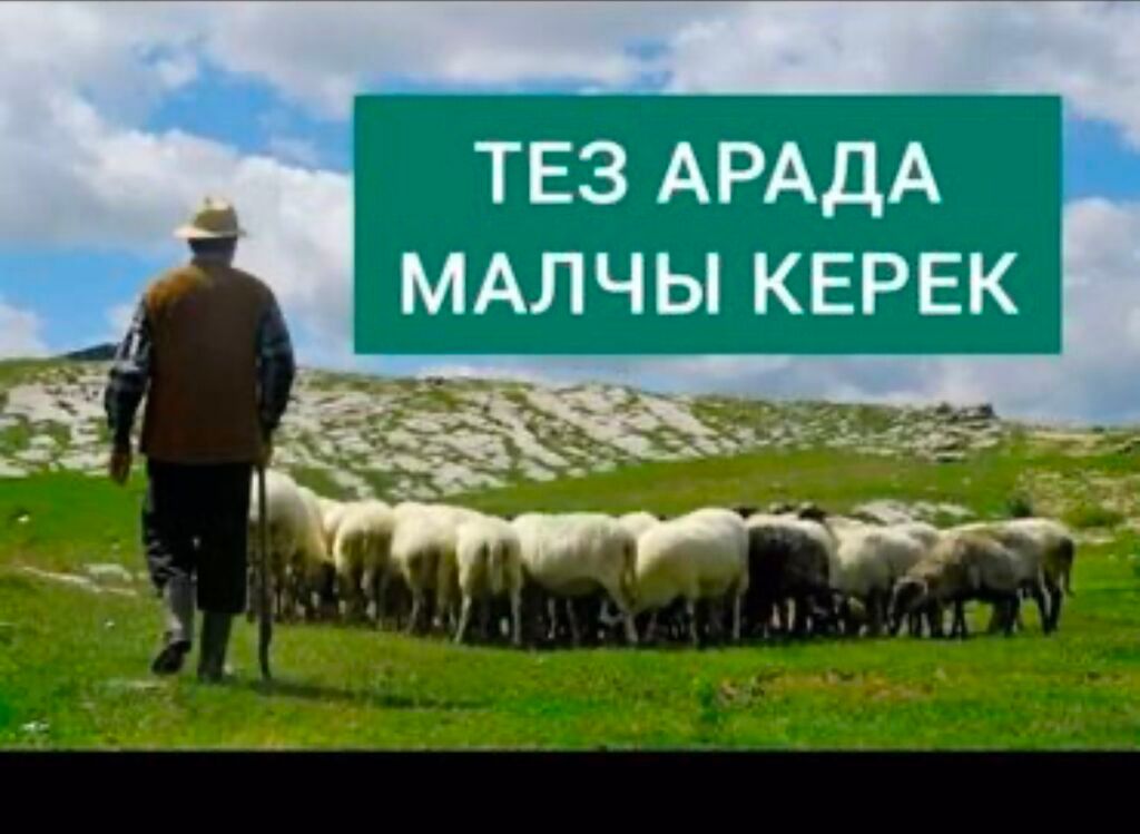 Тез арада кой бакканга адам керек,семья менен болсо жакшыраак, айлыгын