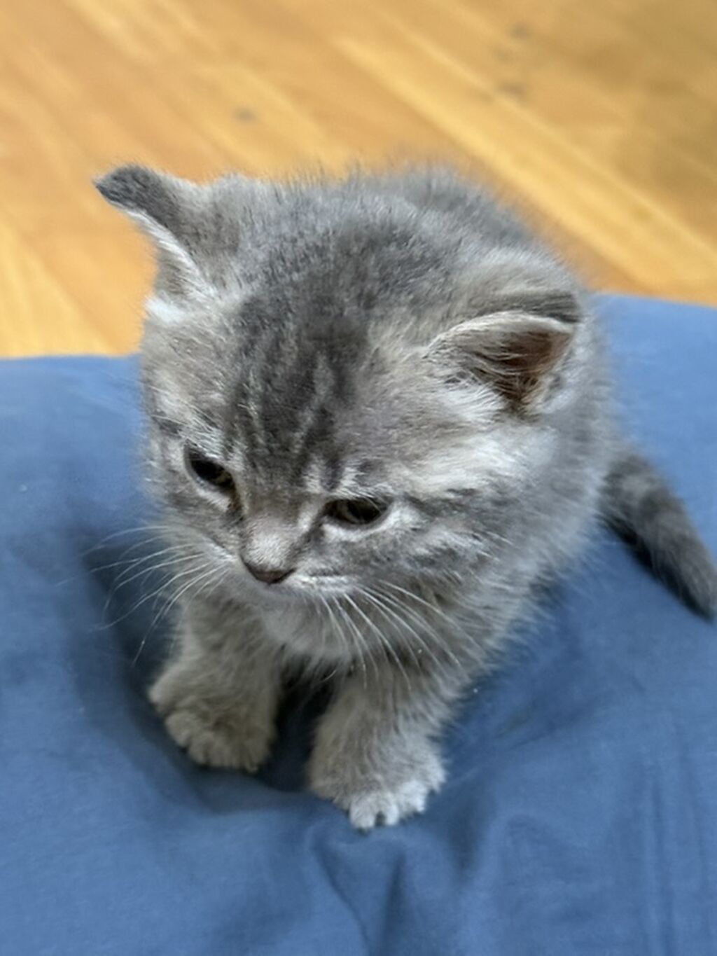 Отдам только в добрые руки Котёнок серого окраса с нежным мраморным: фото 2