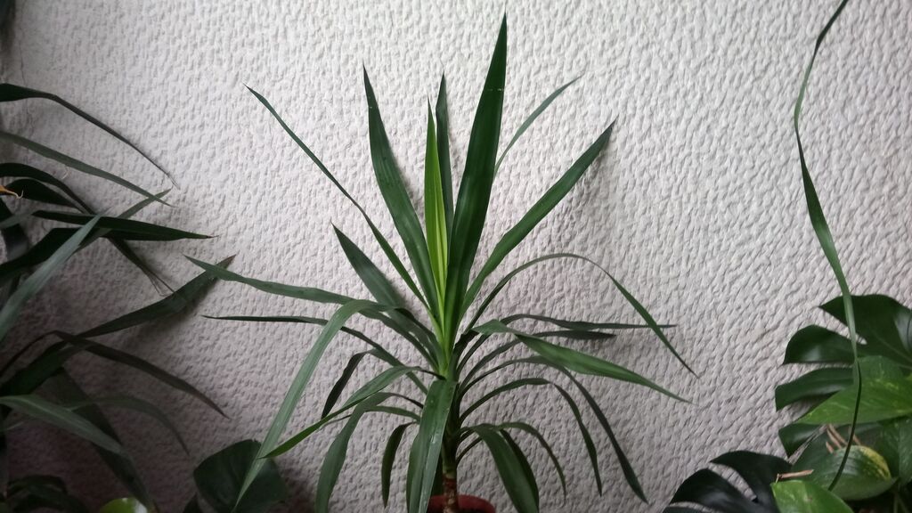 Ostale kućne biljke: Yucca, Drvo Života, velika biljka