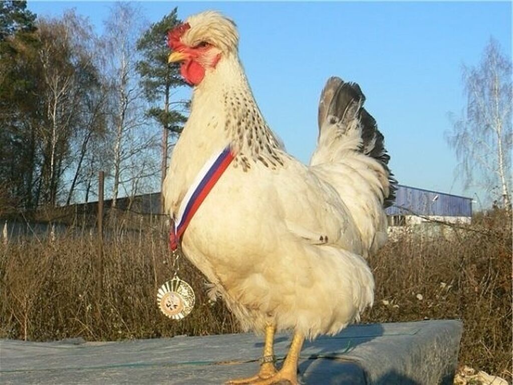 Курица Хохлушка