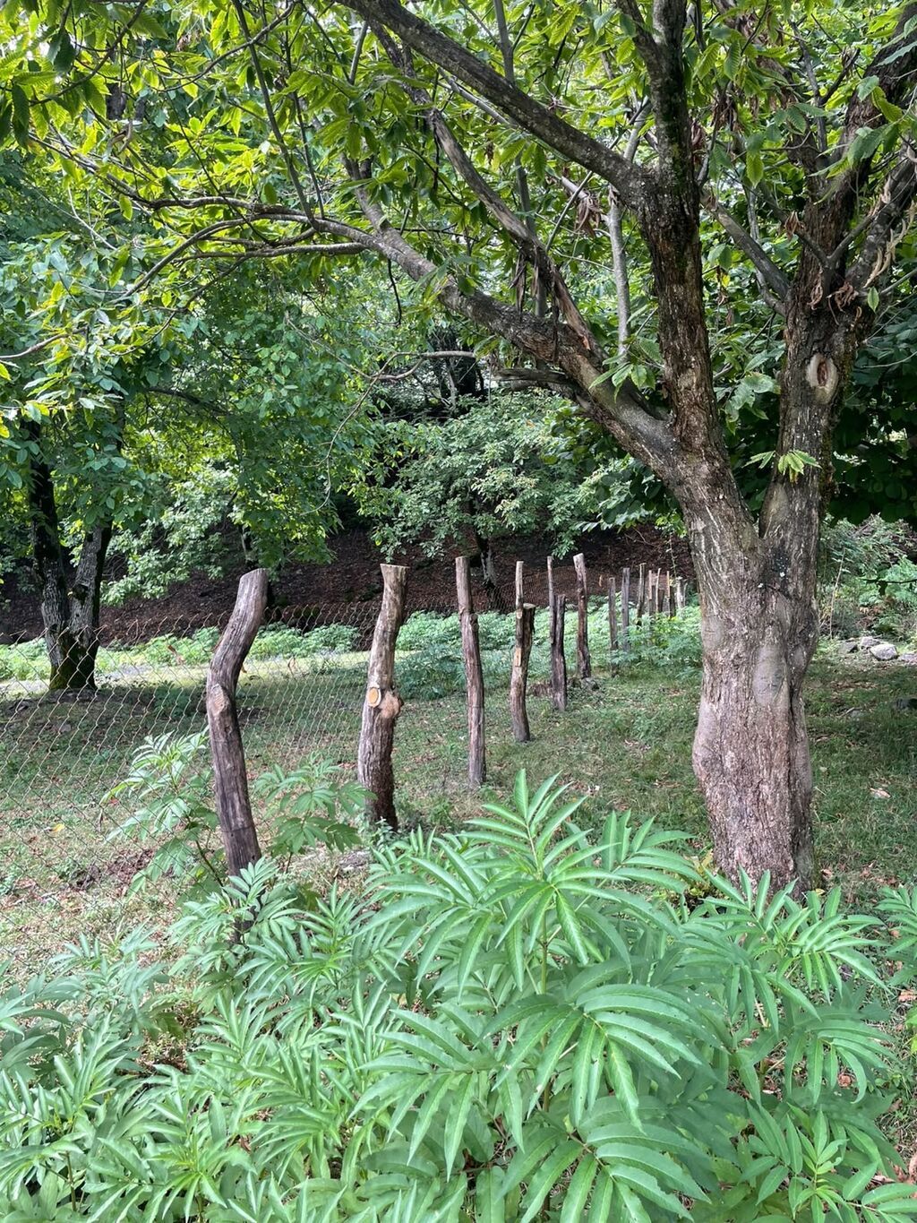 11 sot, Tikinti, Mülkiyyətçi, Kupça (Çıxarış)
