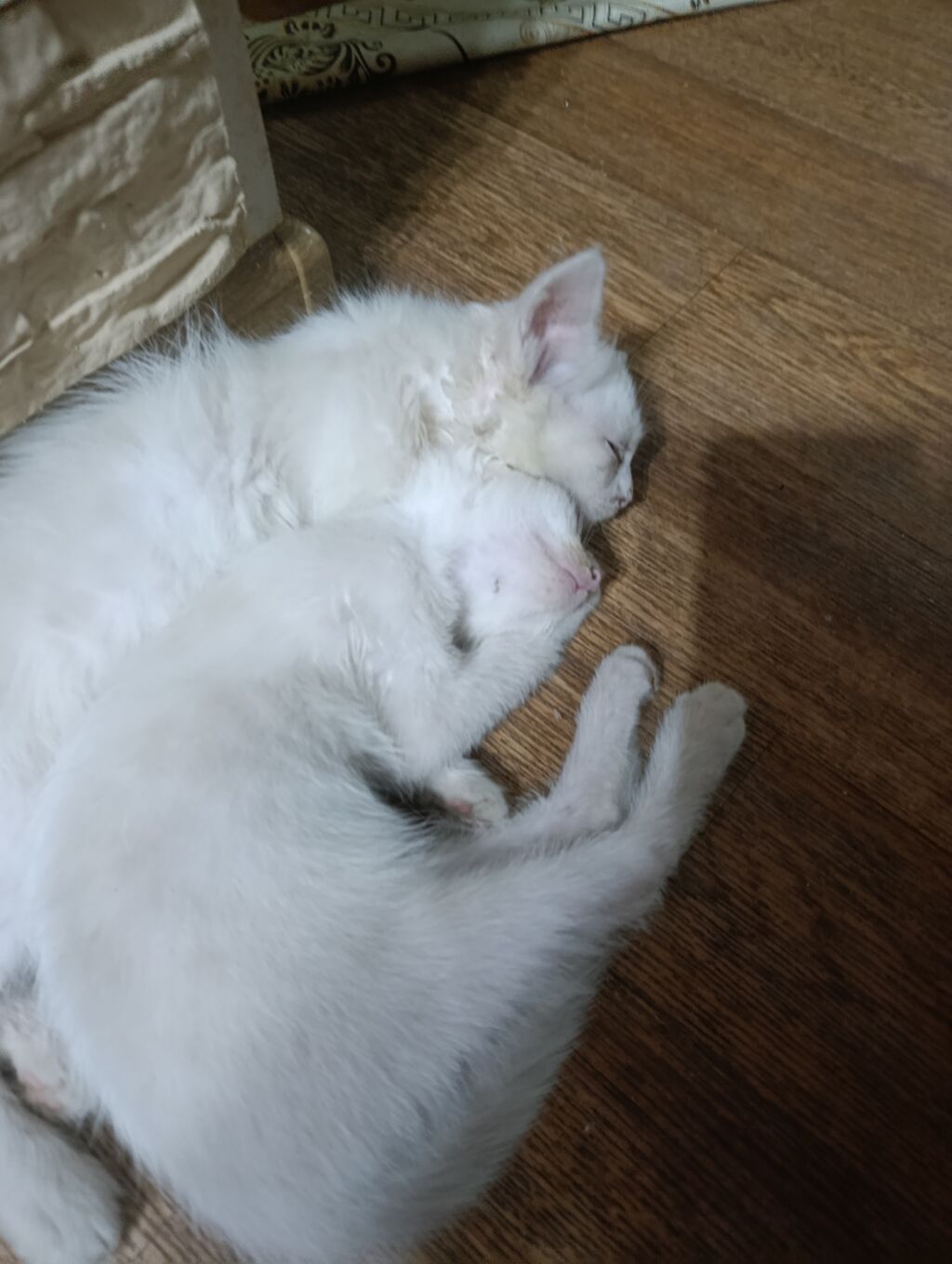 Отдам домашних котят. Оба пацаны. Сама выкармливала, ручные, не дают: фото 2