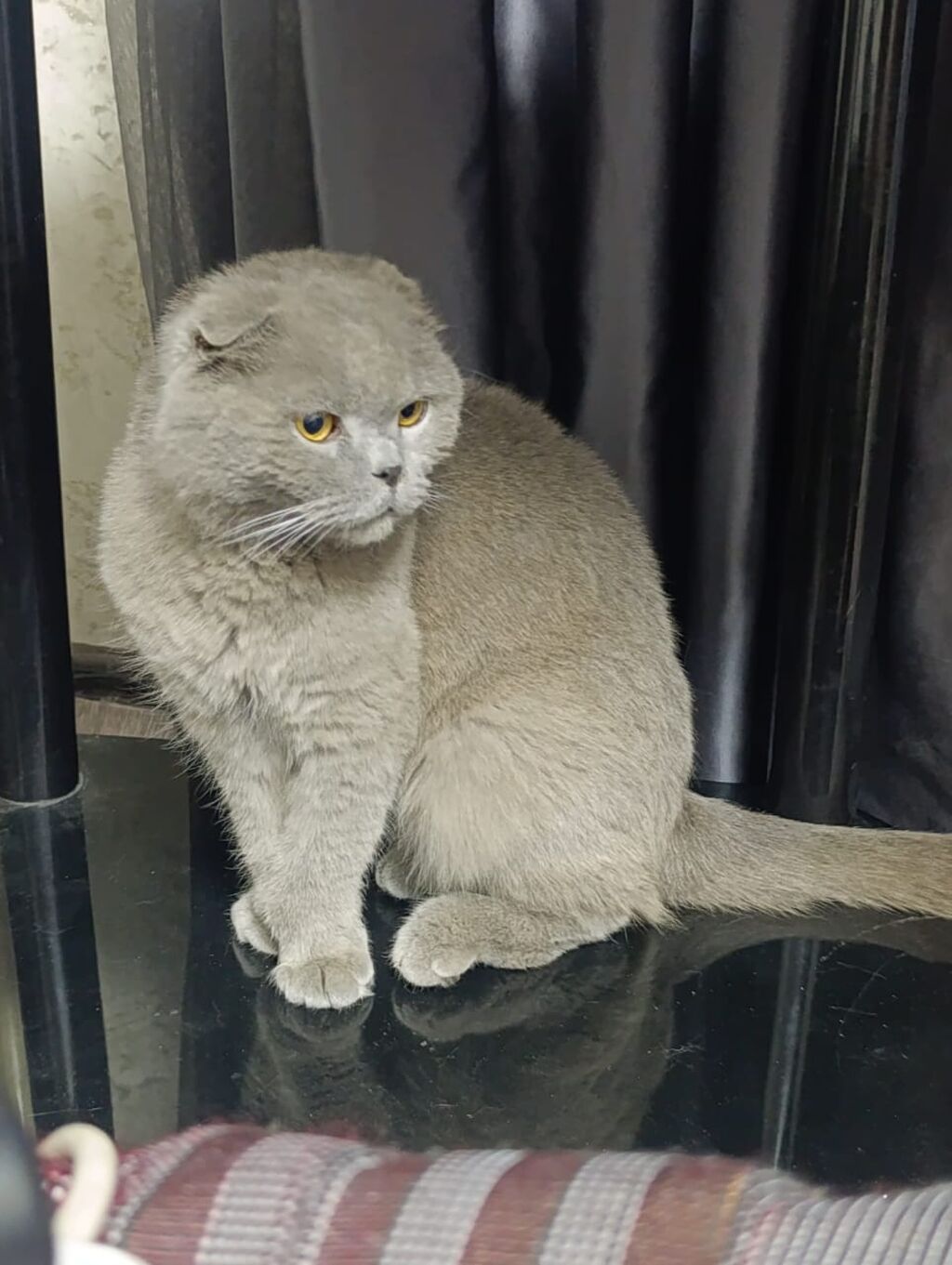 Шотландская вислоухая кошт, окрас голубой (пепельный). Особенности