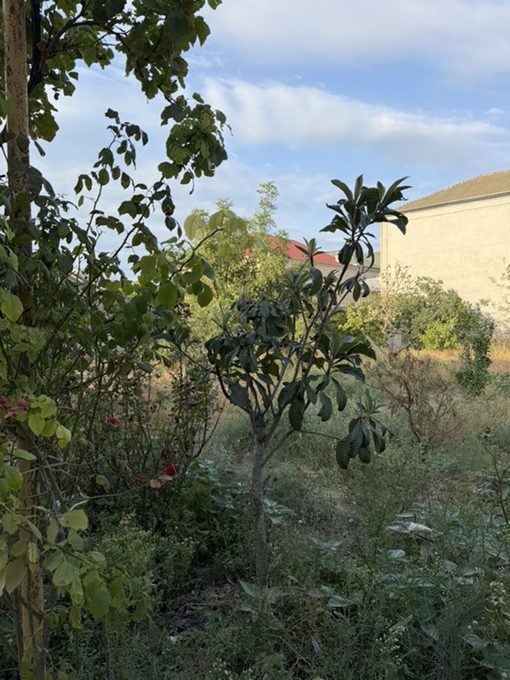 Novxanıda elit məhlədə hovuzlu ev kirayə verirəm. İki mətbəx, 3 otaq