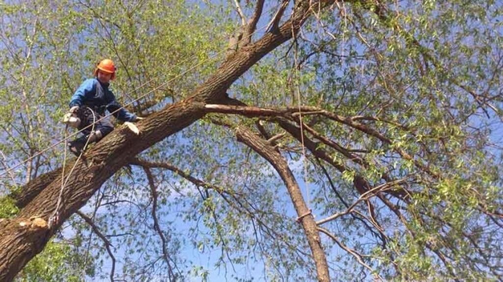 Спилим Дерево заготовим дрова Цена договорная. звонить в любое: фото 7