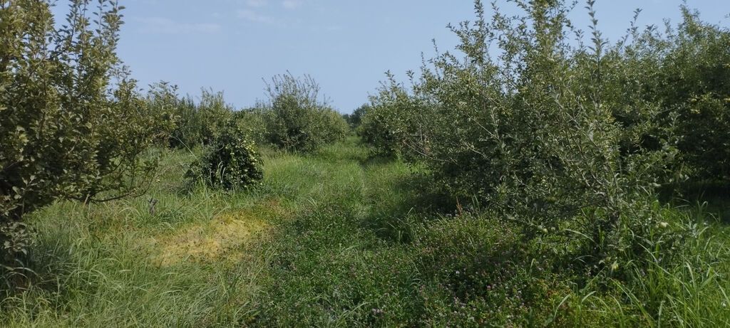Torpaq, 115 sot, satılır, Quba — 13