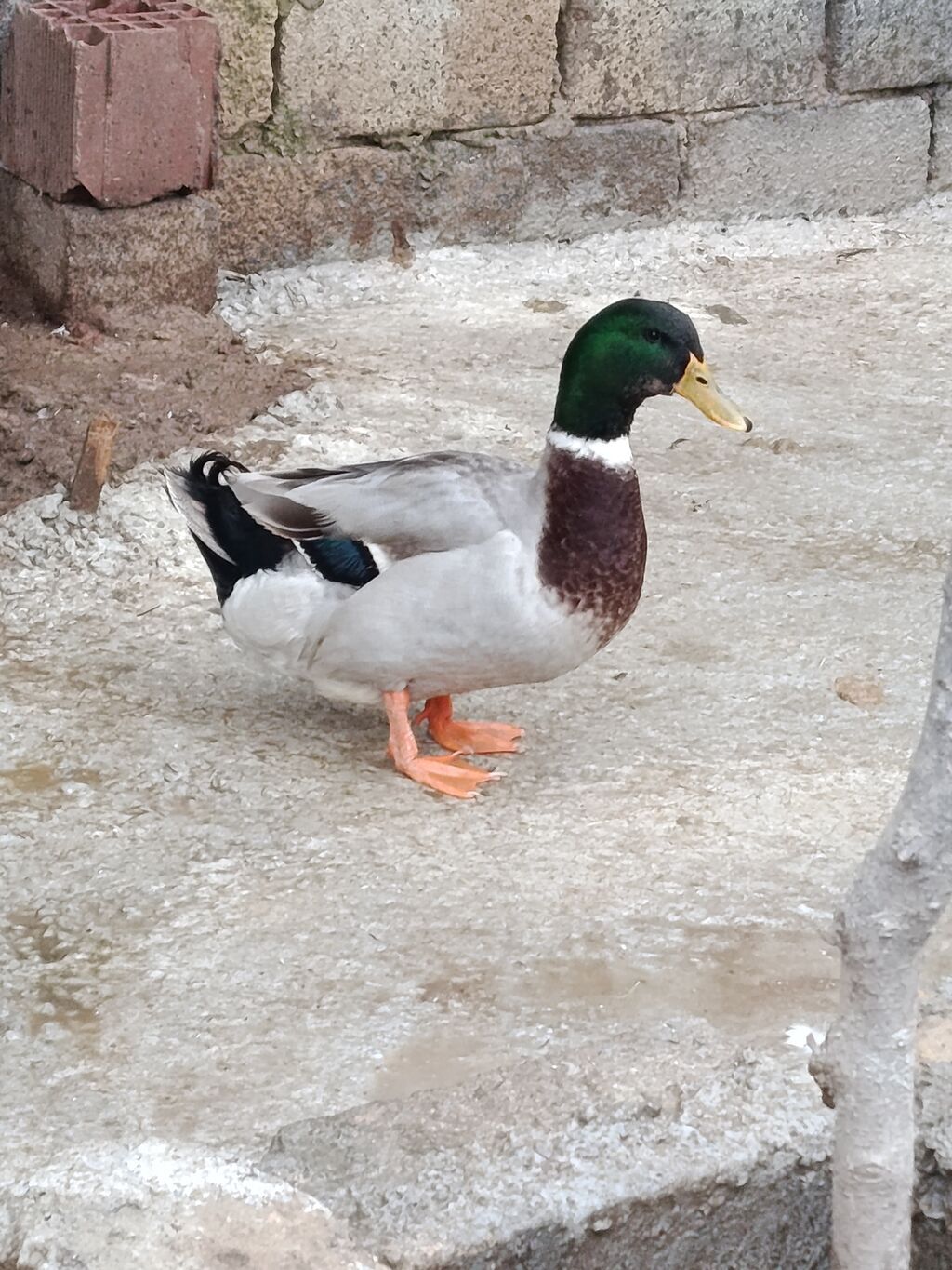 Malard ördəkləri – dekorativ və təsərrüfat üçün - Cins: mallard