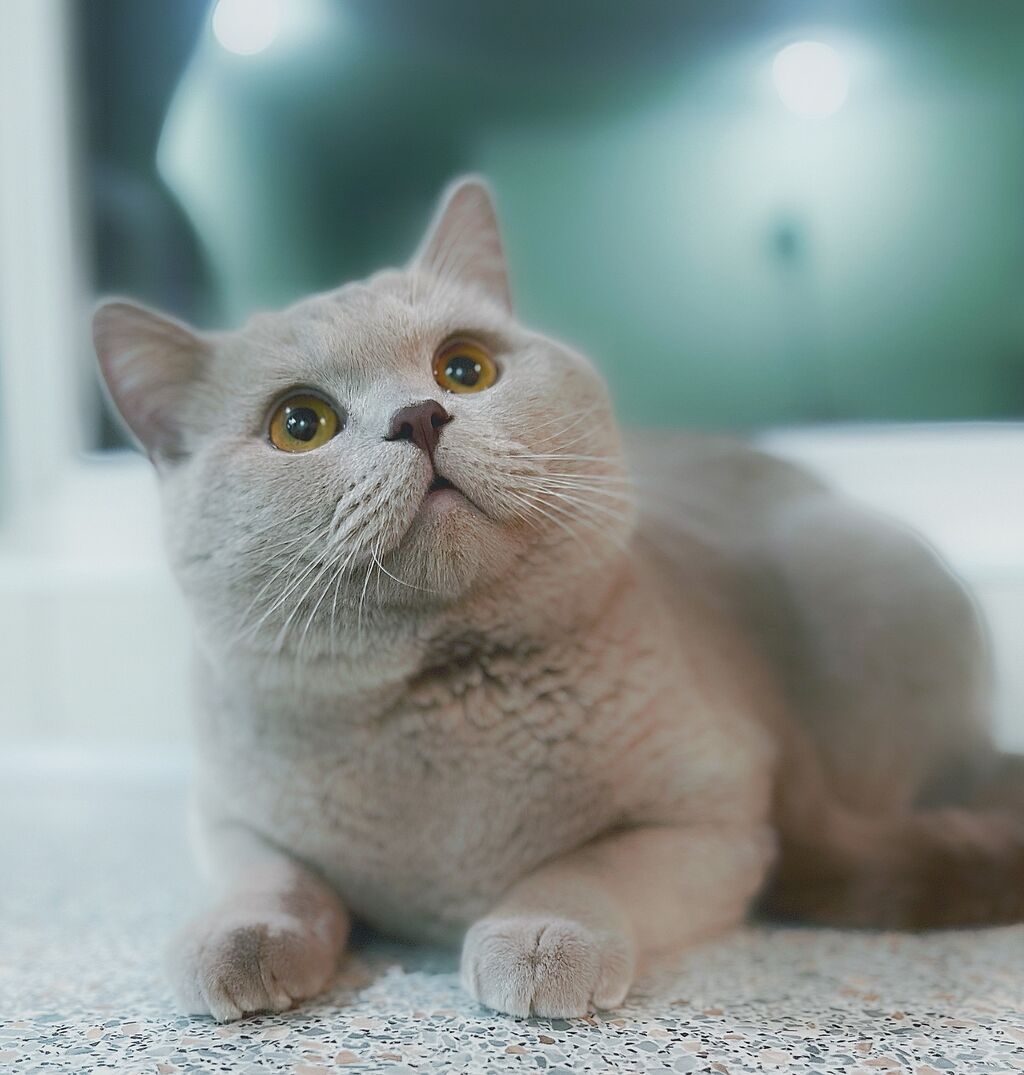 Лиловый окрас шотландских кошек