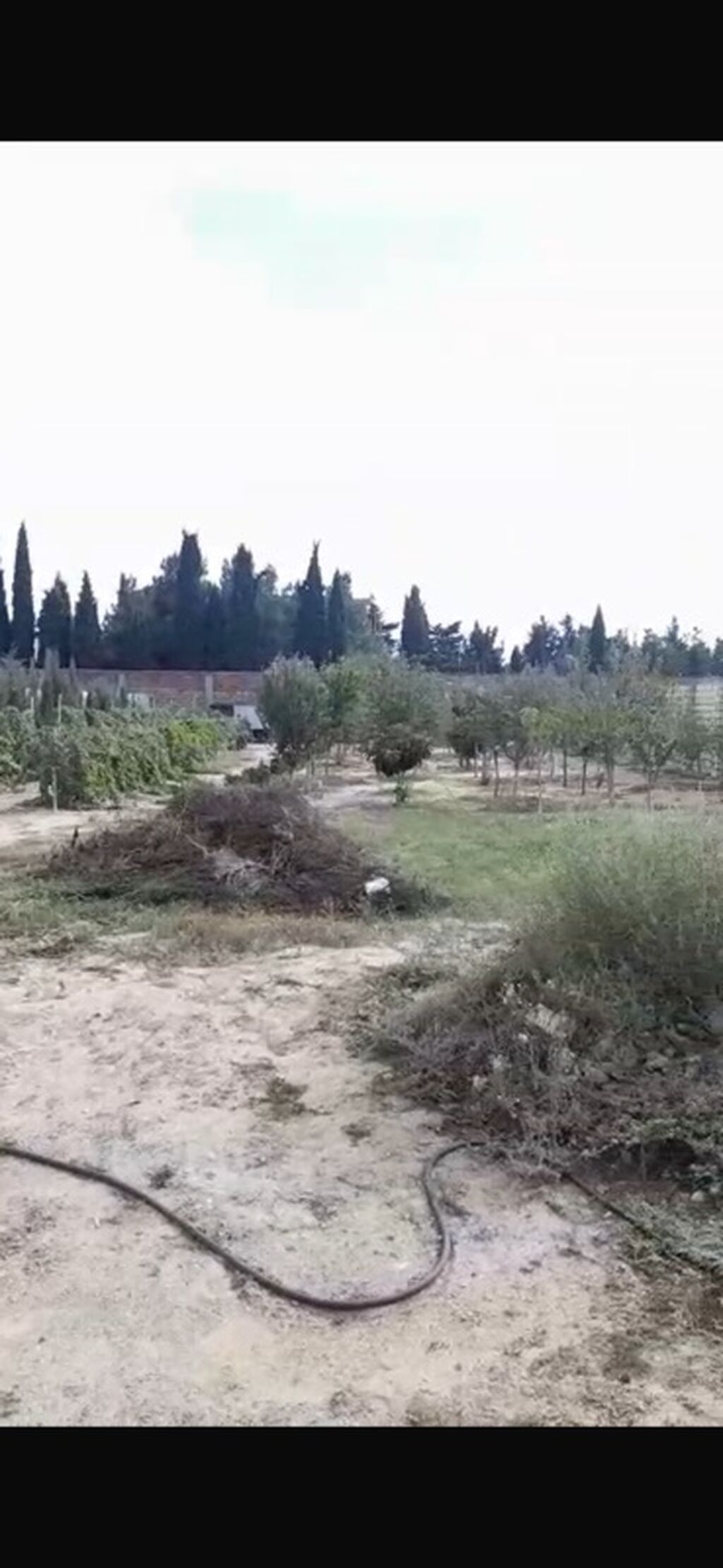 Kənd təsərrüfatı, Maklerlər narahat etməsin, Kupça (Çıxarış)