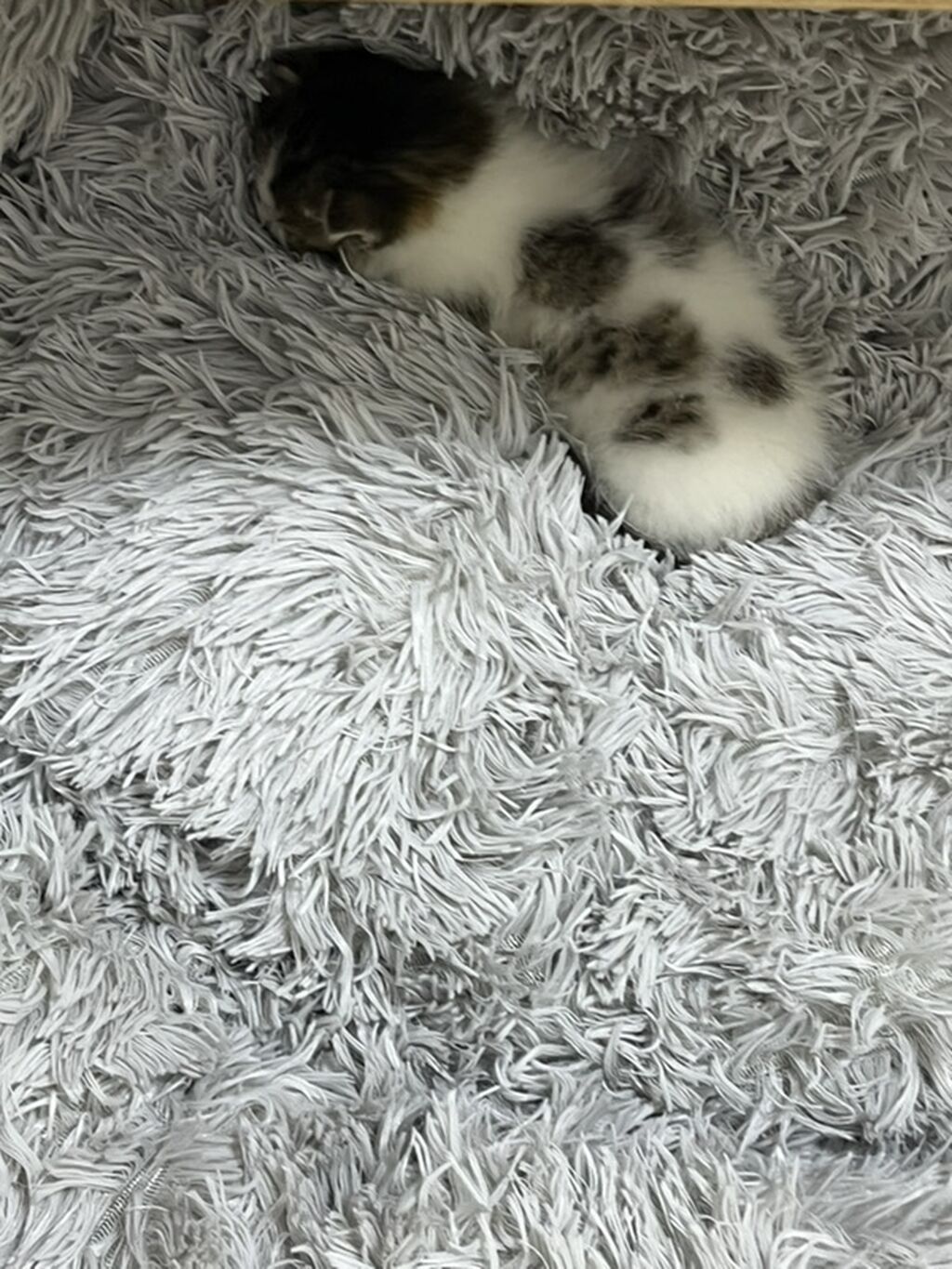 Отдам в добрые руки!)Маленький котёнок классического окраса табби с: фото 3