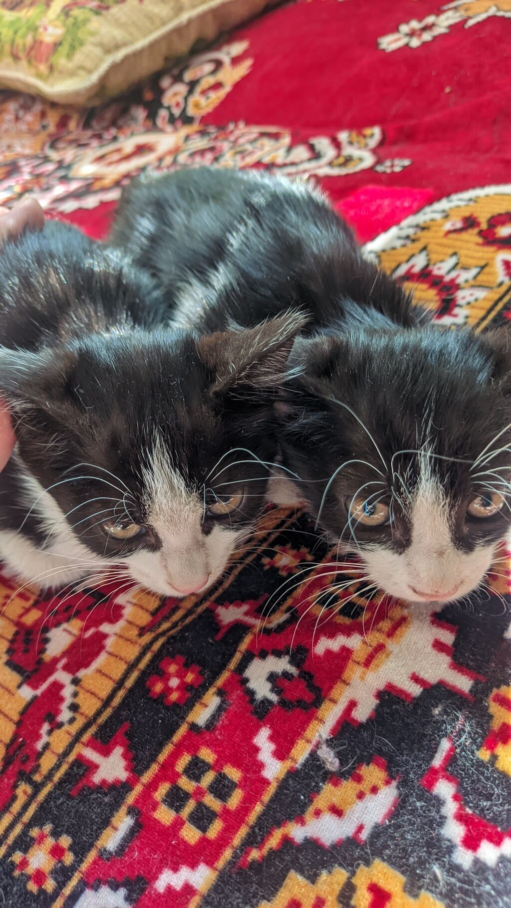 Котята чёрно-белого окраса. На фото — двое малышей с короткой шерстью: фото 3