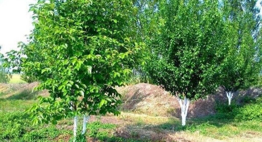 180 sot, Kənd təsərrüfatı, Kupça (Çıxarış)
