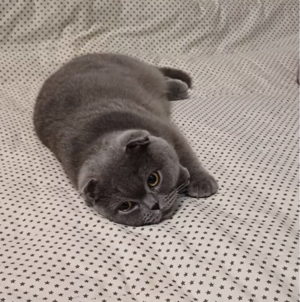 Скотиш Фолд (Шотландская вислоухая), 2 года, Девочка, Голубой, Приучена к лотку, Проглистована, С прививками — фото 2