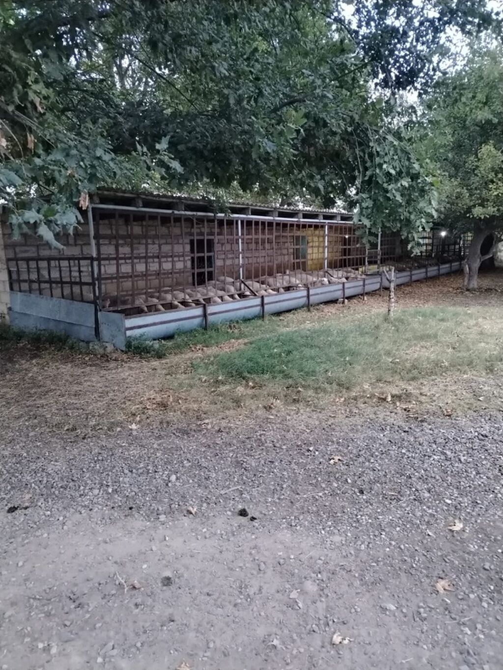 Ferma/təsərrüfat kompleksi - Heyvandarlıq üçün tikili və açıq