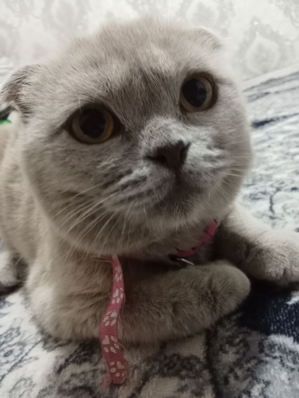 Скотиш Фолд (Шотландская вислоухая), 6 месяцев, Девочка: фото 2