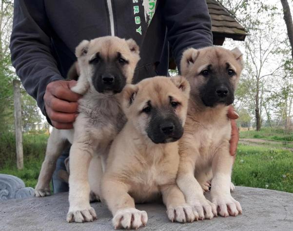 Για σκύλους: Kangal puppies Κάνγκαλ σε lalafo.gr Kangal puppies Κάνγκαλ σε Αθήνα