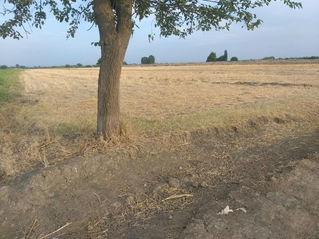 Kənd təsərrüfatı