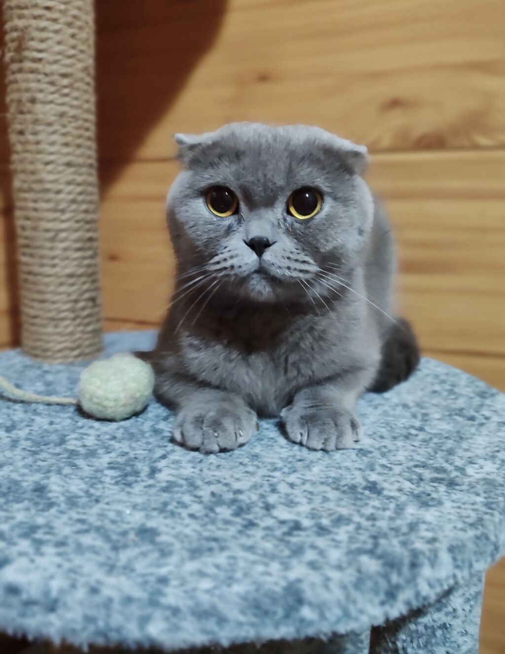 Скотиш Фолд (Шотландская вислоухая), 2 года, Девочка, Голубой, Приучена к лотку, Проглистована, С прививками — фото 3