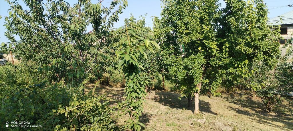 10 sot, Tikinti, Mülkiyyətçi, Kupça (Çıxarış)