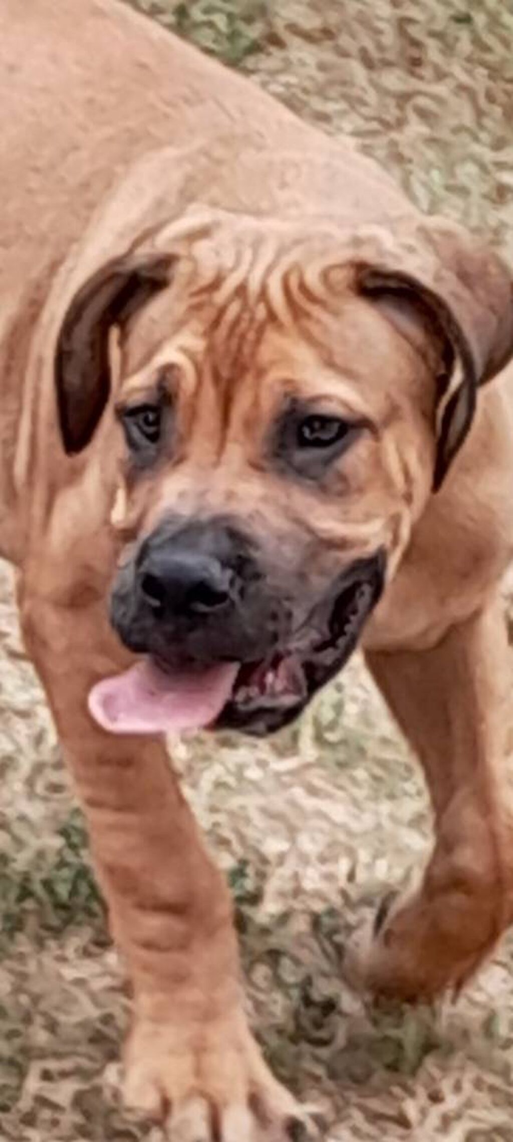 Psi: Boerboel-Južnoafrički mastif Na prodaju dva šteneta Južnoafričkog