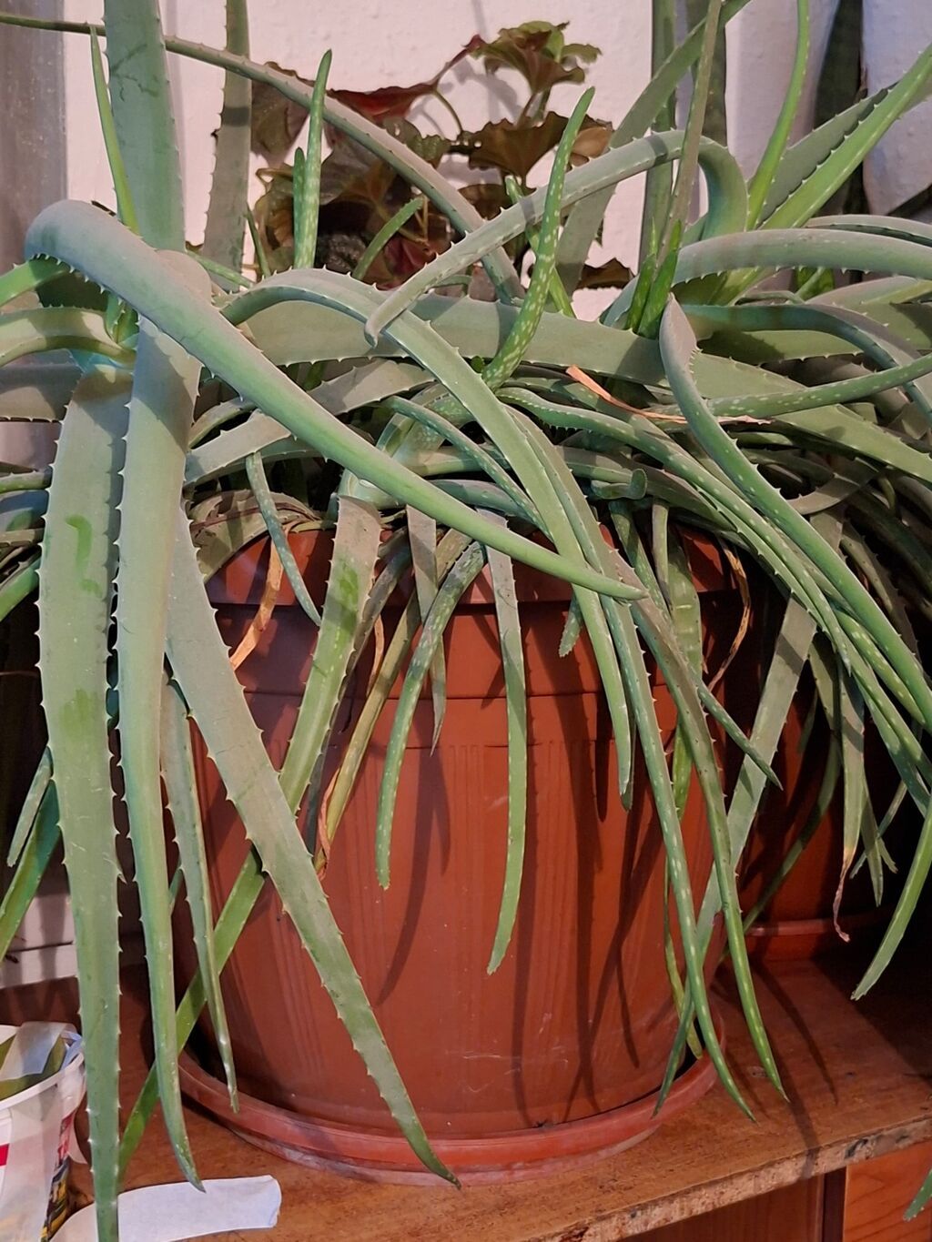 8000 сомАлоэ (вероятно, Aloe arborescens) в крупном пластиковом: фото 5