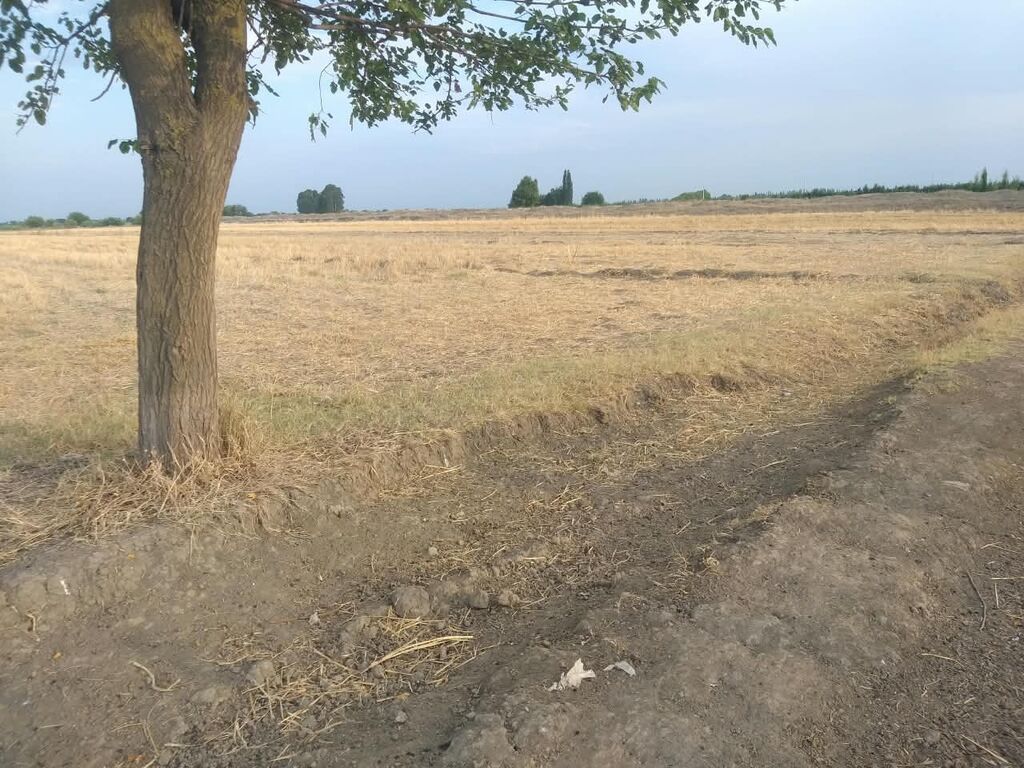 Kənd təsərrüfatı