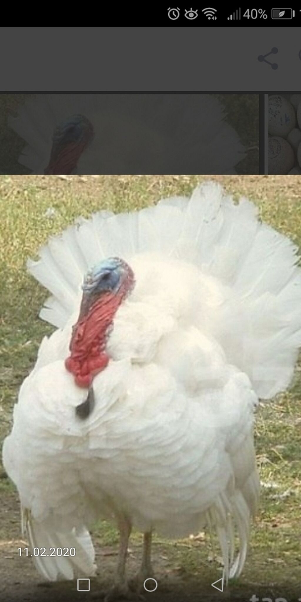 Купить Индюшат Белая Широкогрудая