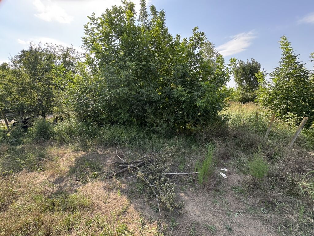 6 sot, Tikinti, Mülkiyyətçi, Kupça (Çıxarış)