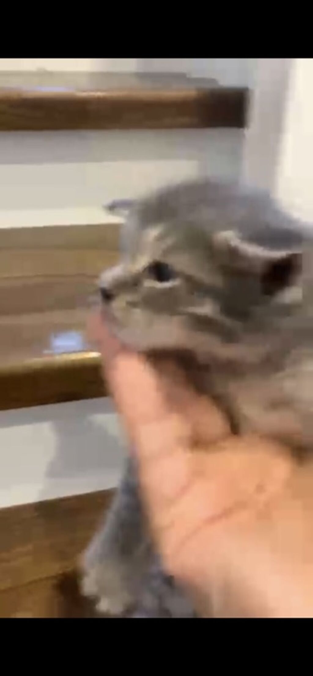 Котята, домашний помет. Описание: - Милые котята с разным окрасом: фото 3