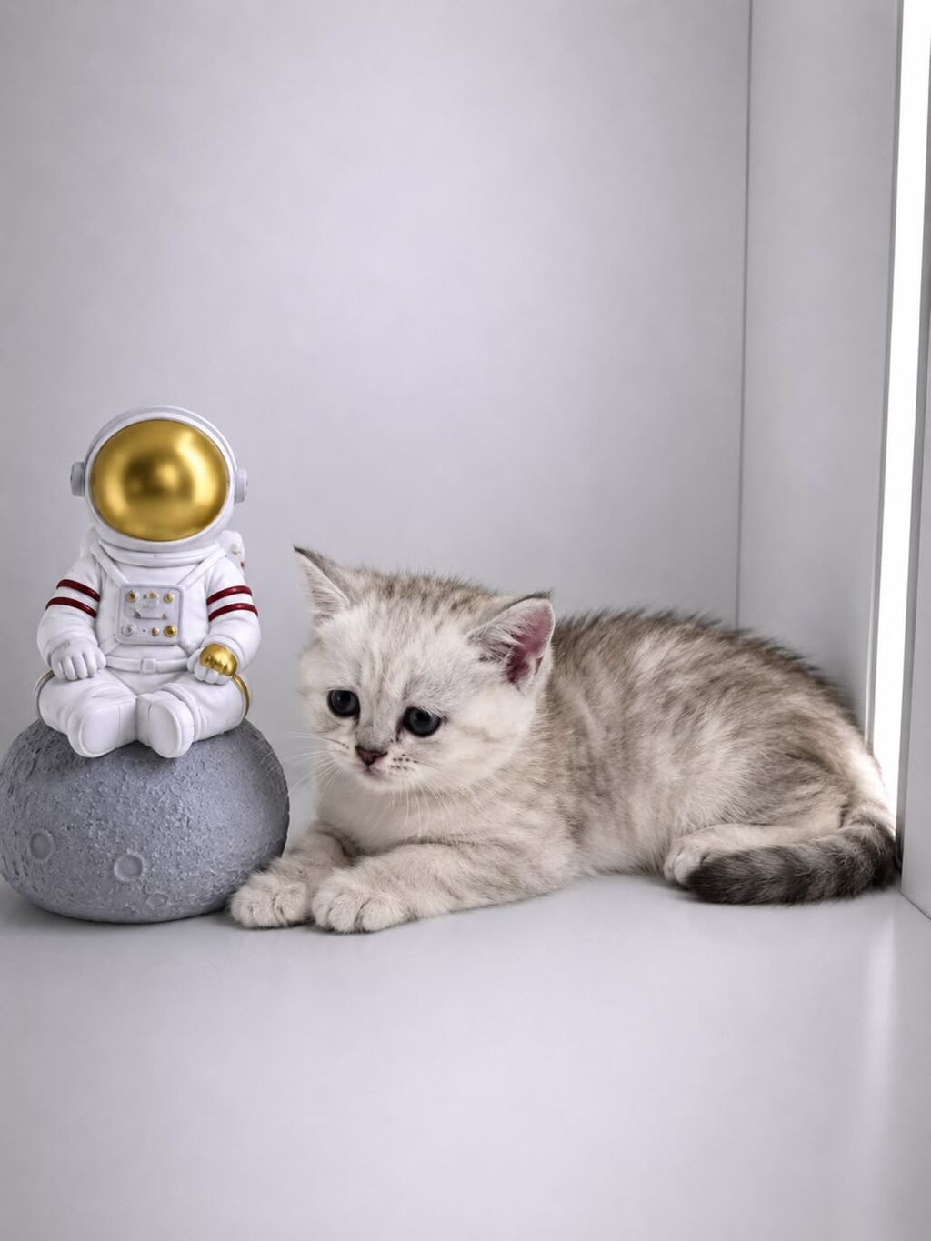 Скотиш Страйт (Шотландская прямоухая), 2 месяца, Мальчик, Серебристая шиншилла, Приучена к лотку, Проглистована