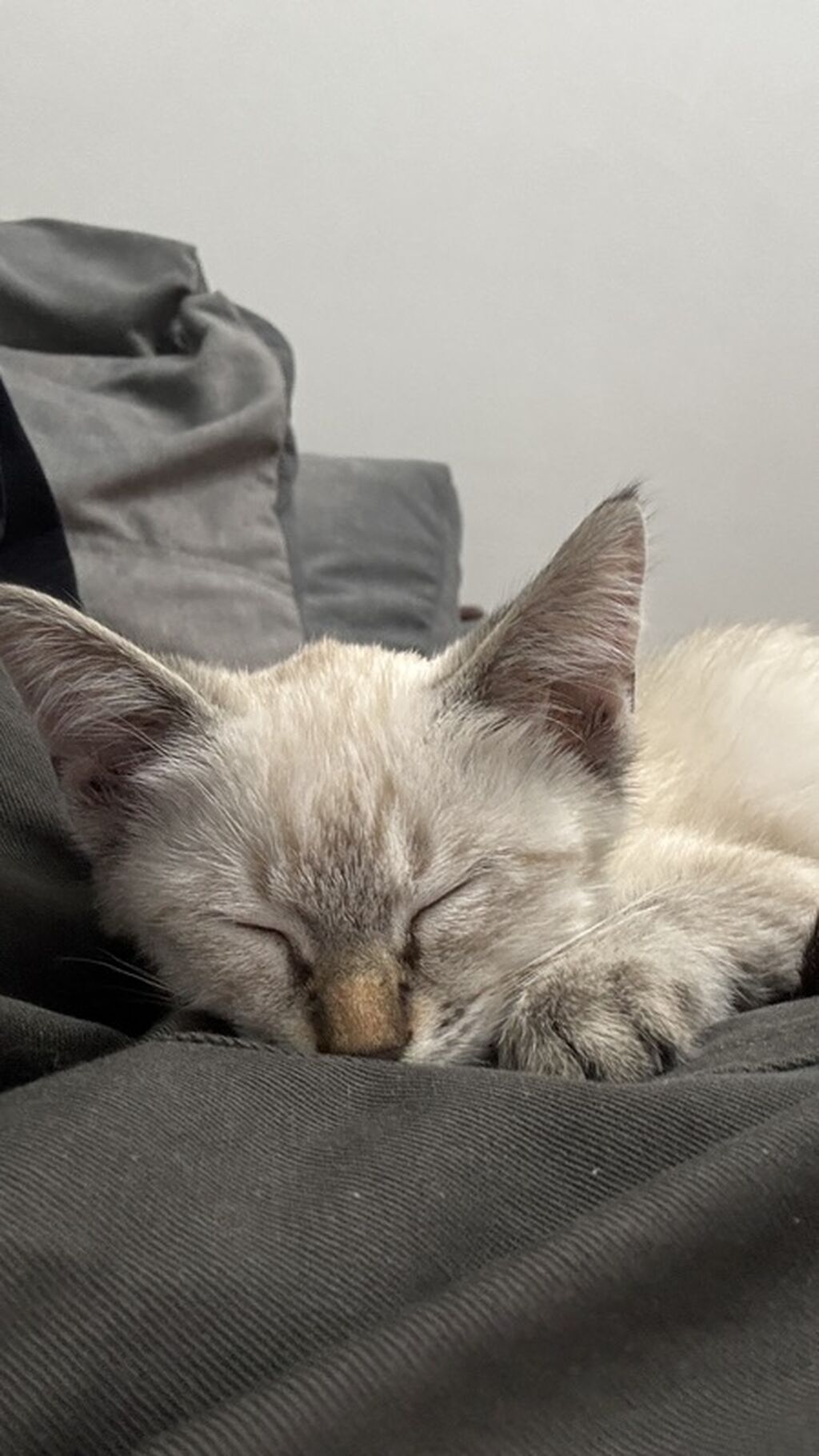 Котёнок 2 месяца ищет дом! Отдам с полным набором для жизни: фото 5