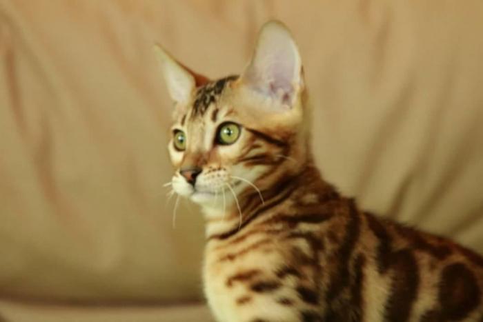Για σκύλους: Bengal cat σε lalafo.gr Bengal cat σε Αθήνα