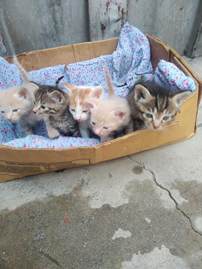 Коты: Котят отдам в добрые руки,бесплатно. на lalafo.tj Котят отдам в добрые руки,бесплатно. в Душанбе