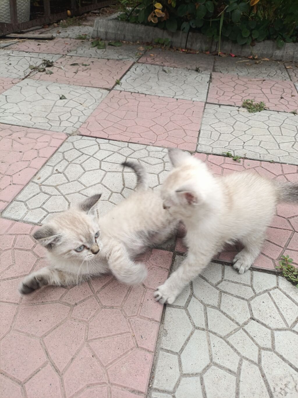 Скотиш Страйт (Шотландская прямоухая), 2 месяца, Мальчик, Белый — фото 4